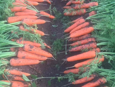 Carrot